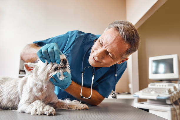 Best Cracked Tooth Emergency Dentist  in Wyong, MI